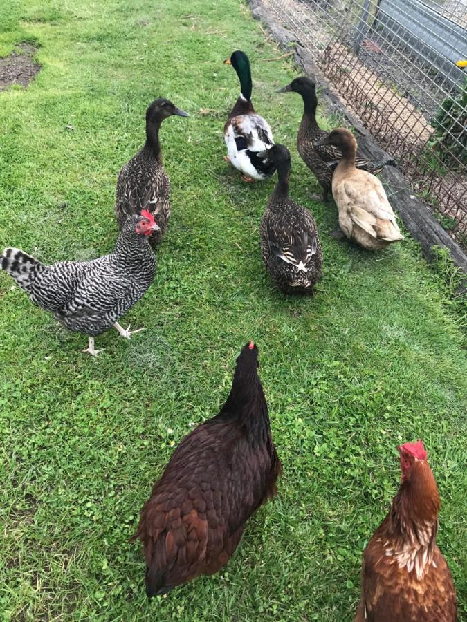 דירות Langleys Port Campbell Hobby Farm מראה חיצוני תמונה