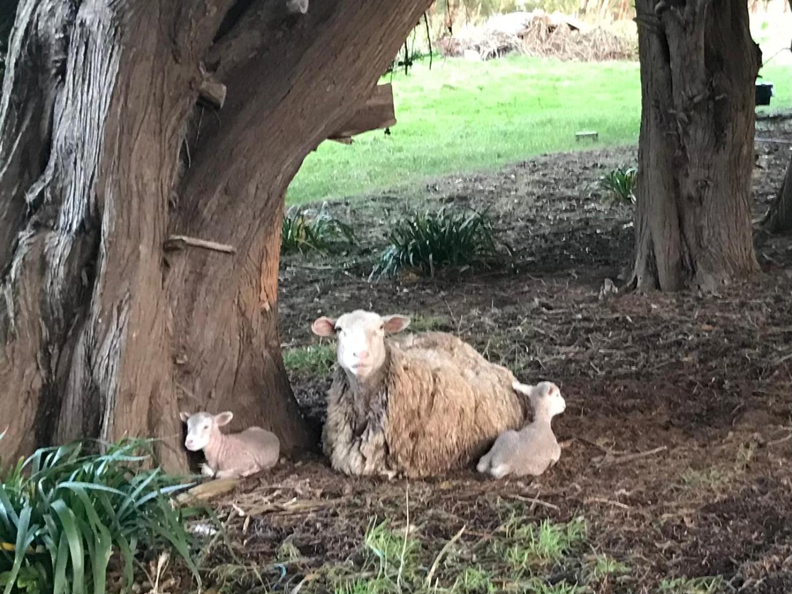 דירות Langleys Port Campbell Hobby Farm מראה חיצוני תמונה
